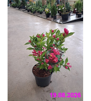 Weigela 'Big Love'® C 2,5 L